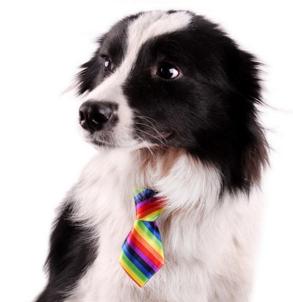 neck tie collars for pets