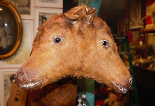 Two Headed Calf