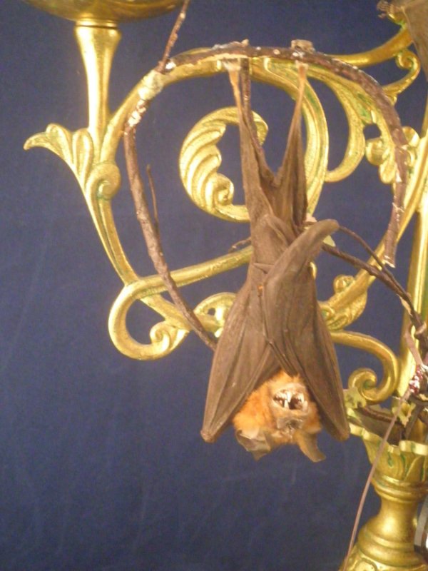 taxidermy bat candelabra