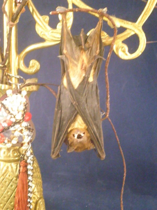 taxidermy bat candelabra