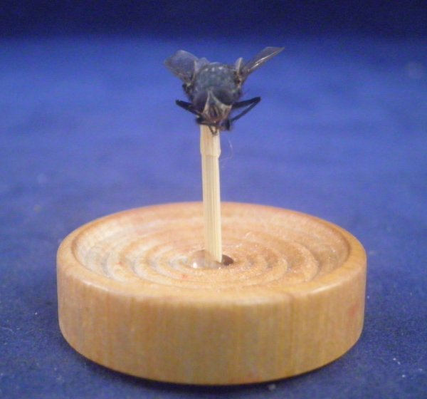 taxidermy fly on a stick