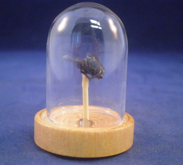 taxidermy fly on a stick