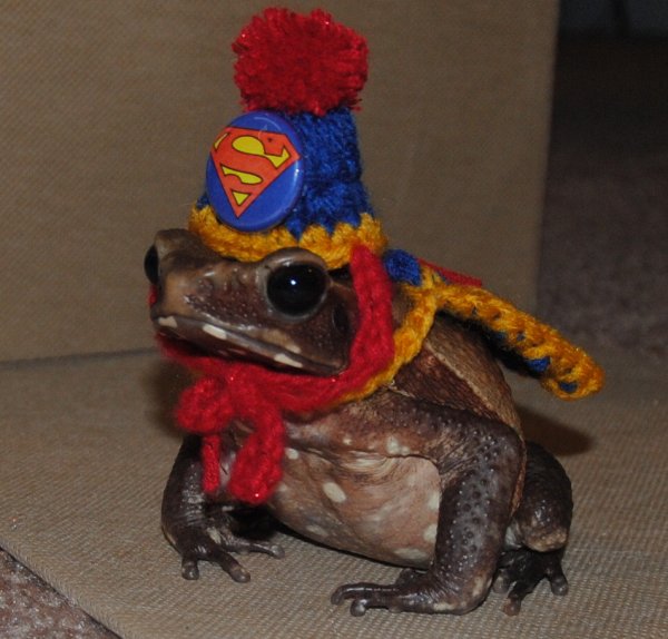 creepy halloween pet costumes