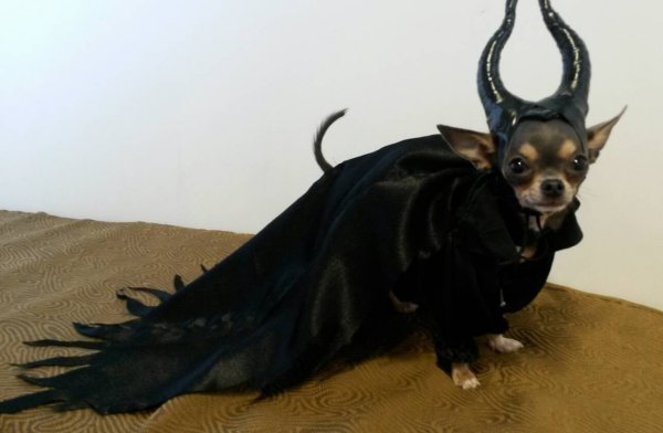 creepy halloween pet costumes