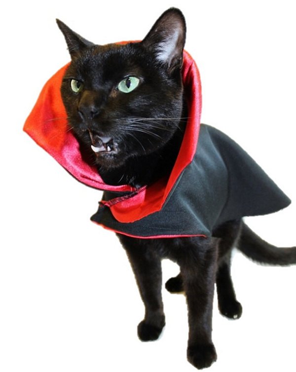 creepy halloween pet costumes