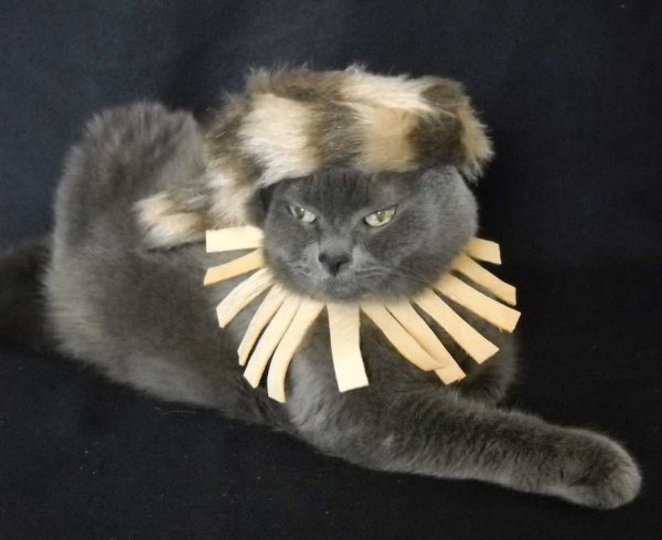 creepy halloween pet costumes