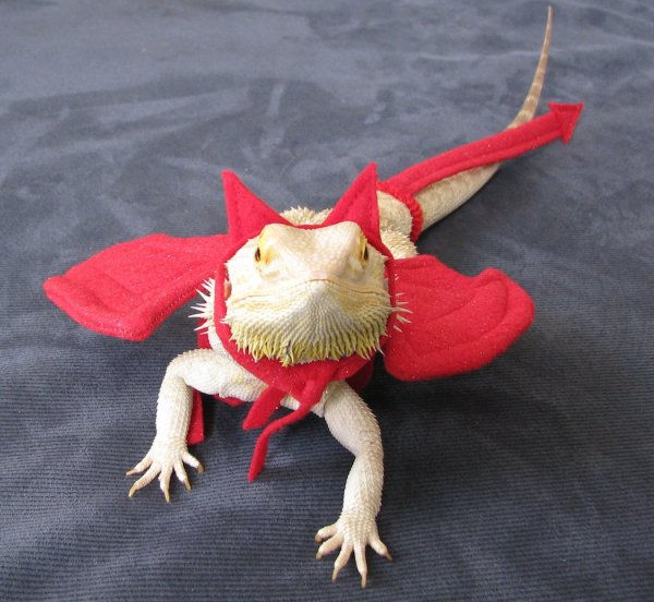 creepy halloween pet costumes