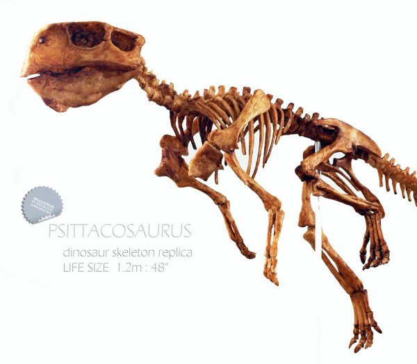 Life Size Dinosaur Skeleton