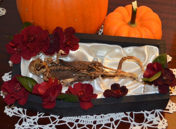 Preserved Rat Skeleton In Wooden Coffin