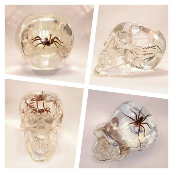 spider skull