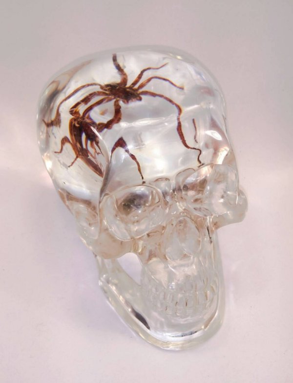 spider skull