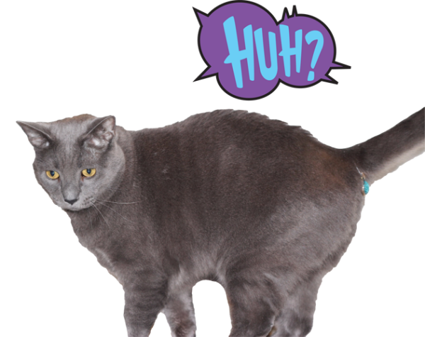 twinkle tush