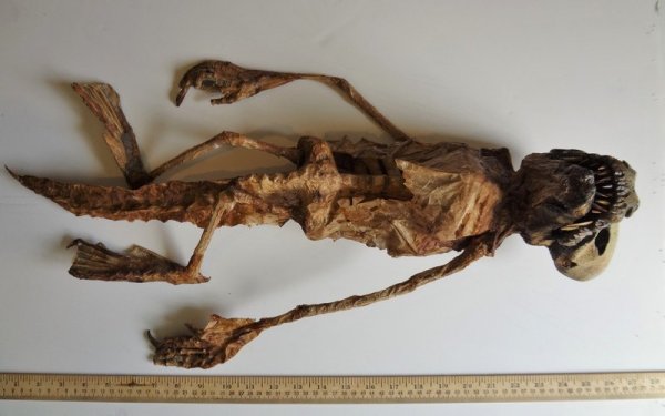 Alien Space Dog Remains