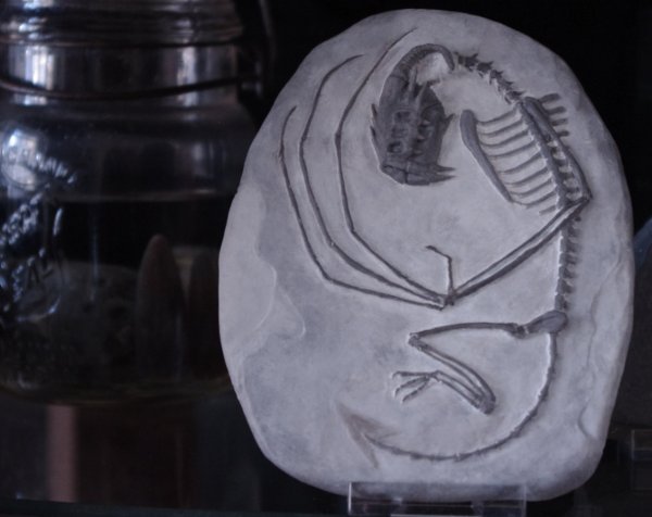Dig These Crazy Creature Fossils