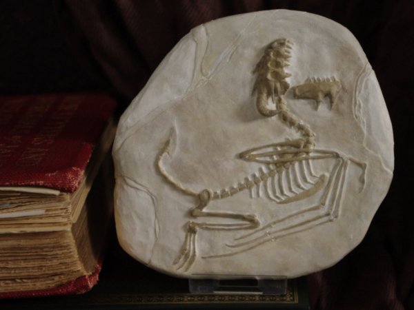 Dig These Crazy Creature Fossils