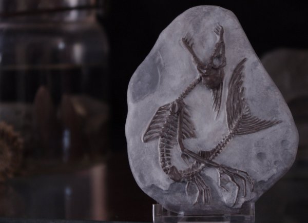 Dig These Crazy Creature Fossils