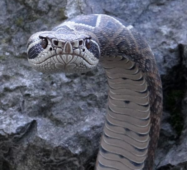 Realistic Snake Canes