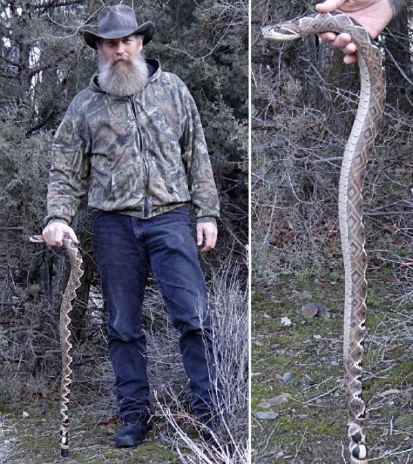 Realistic Snake Canes
