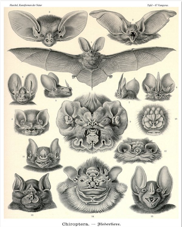 Vampire Bats Scientific Illustration Poster