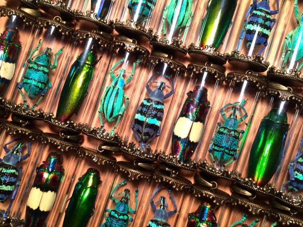 Real Insect Jewelry Beetle Necklaces 2
