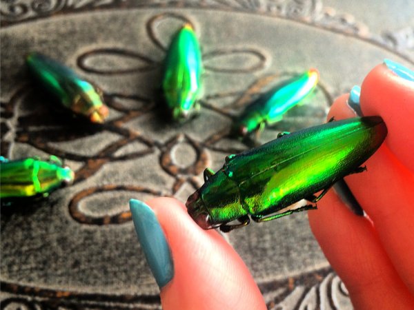 Real Insect Jewelry Beetle Necklaces