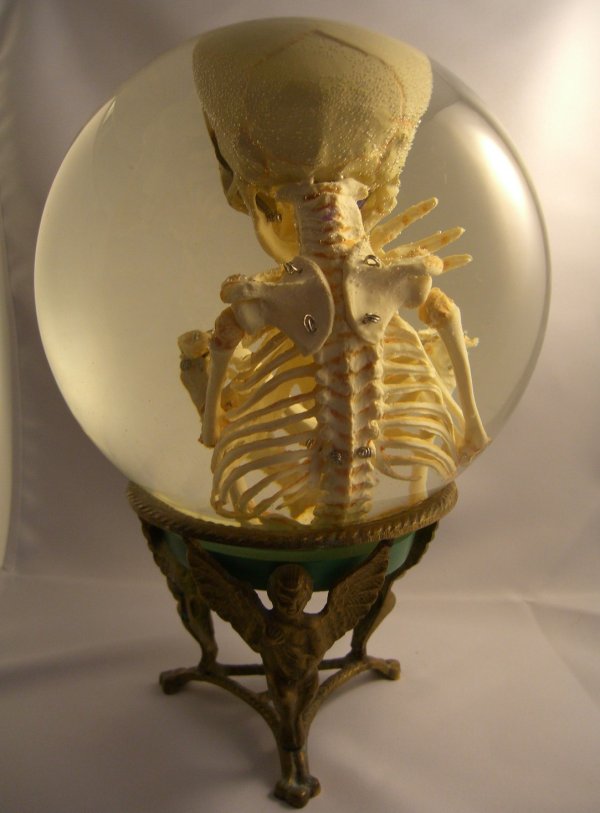 Human Fetal Skeleton In Glass Womb
