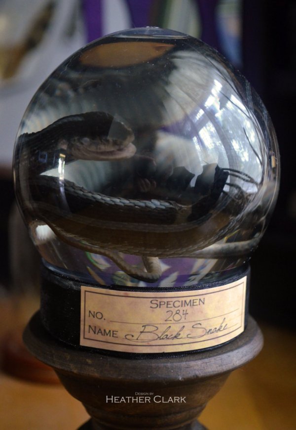 Garter Snake in Glass Snow Globe Display