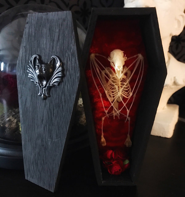 Fruit Bat Skeleton in Coffin 