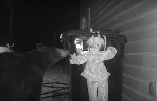 Motion Activated Clown Alarm Scares Trash Stealing Bear