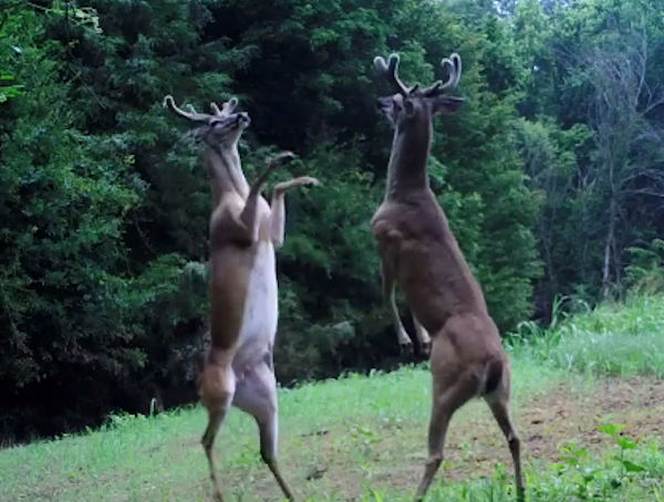 Deer Caught On Camera Having Epic Slap Fight