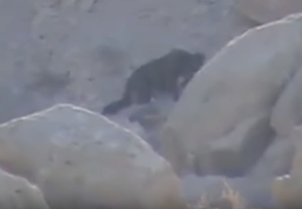 Is This Creature a Skinwalker?