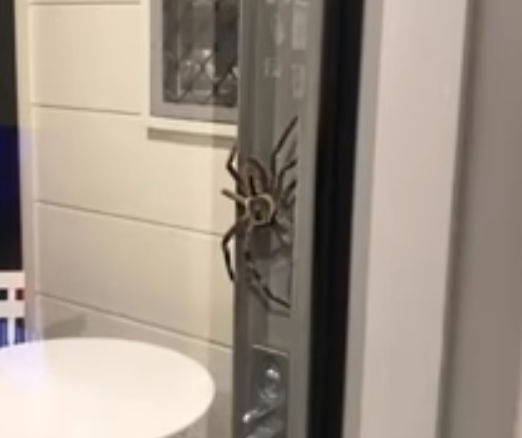 Monstrous Spider Terrorizes Australian Couple