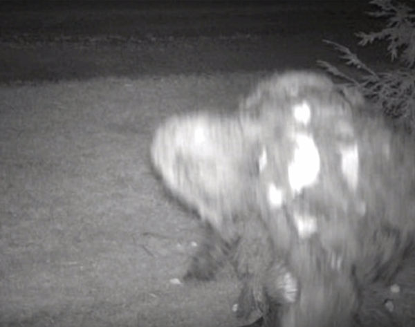 Bigfoot Caught On Trail Cam