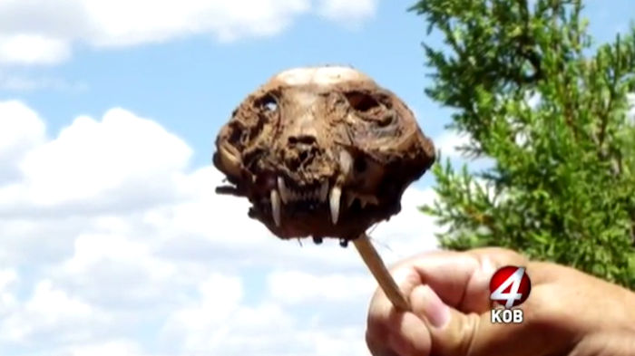Guy Finds Chupacabra Skull