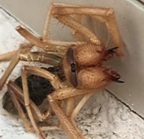 This Bug Will Haunt Your Nightmares