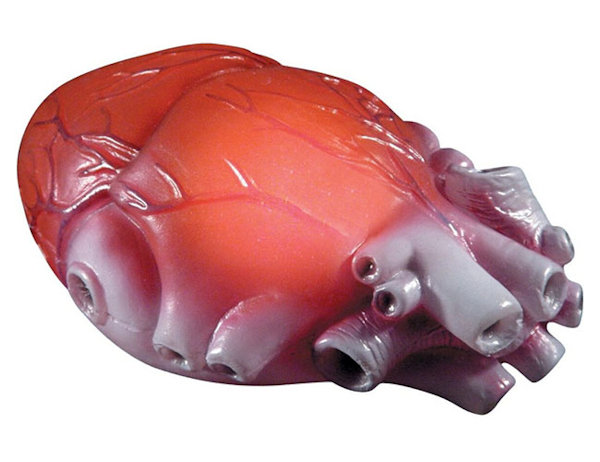 Color Changing Realistic Organs