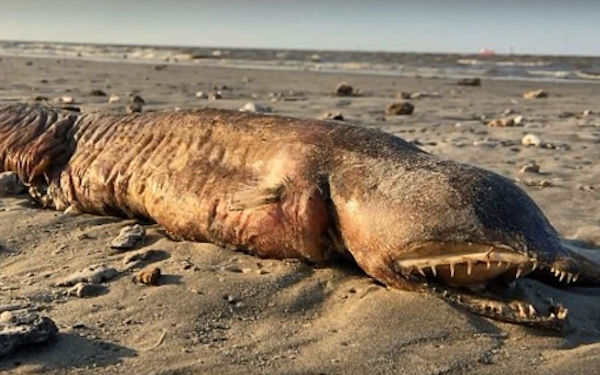 Monstrous Sea Creature Discovered on Texas Beach