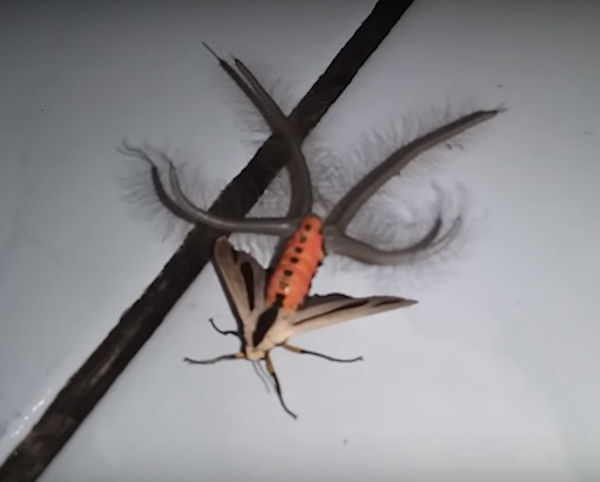 Horrifying Devil Moth Terrifies the Internet