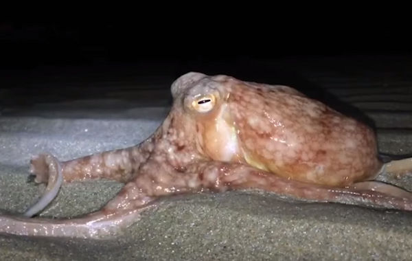 Walking Octopuses Attack On The Shores Of Wales