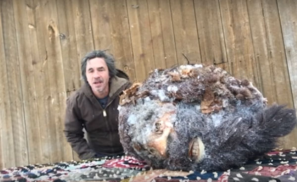 Bigfoot Head Frozen Since 1953