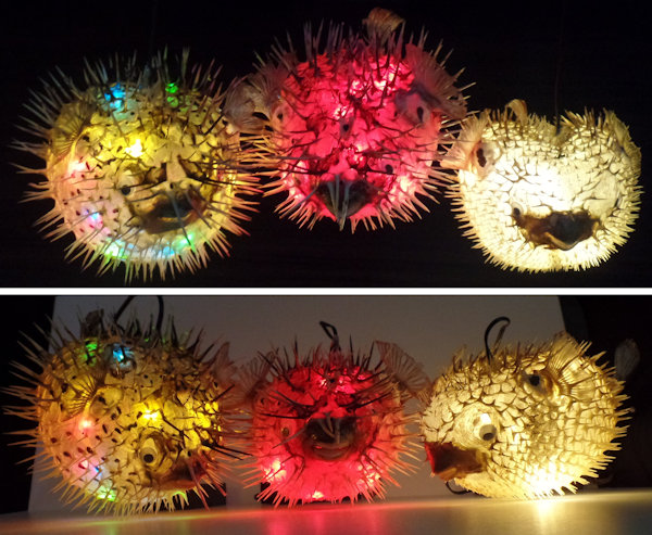 Puffer Fish Taxidermy Lamps