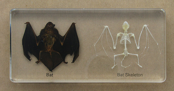 Bat and Bat Skeleton Paperweight
