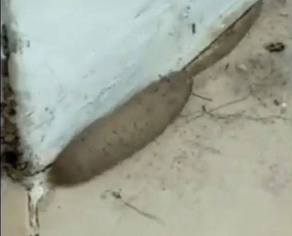 Freaky Rat Worm Sighting