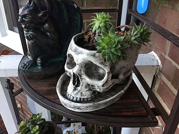 Gothic Human Skull Planter with Saucer