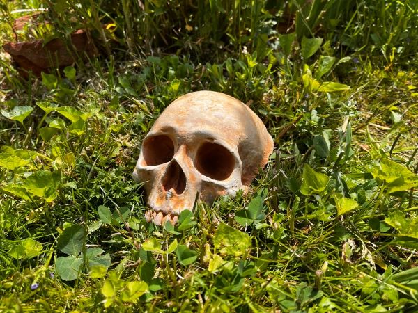 Creepy Garden Skull